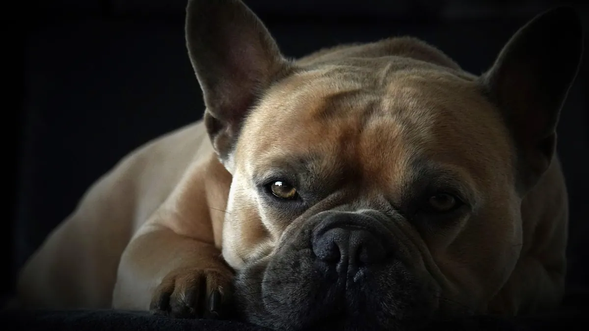 What Can I Give My Dog for Swelling and Pain?