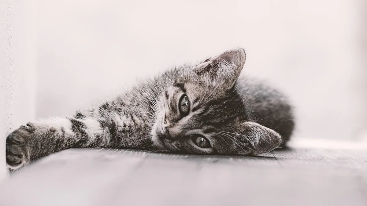What Cat X-Rays Show: A Guide for Pet Owners