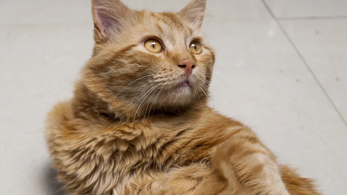 What Do Cats Know About Their Owners?