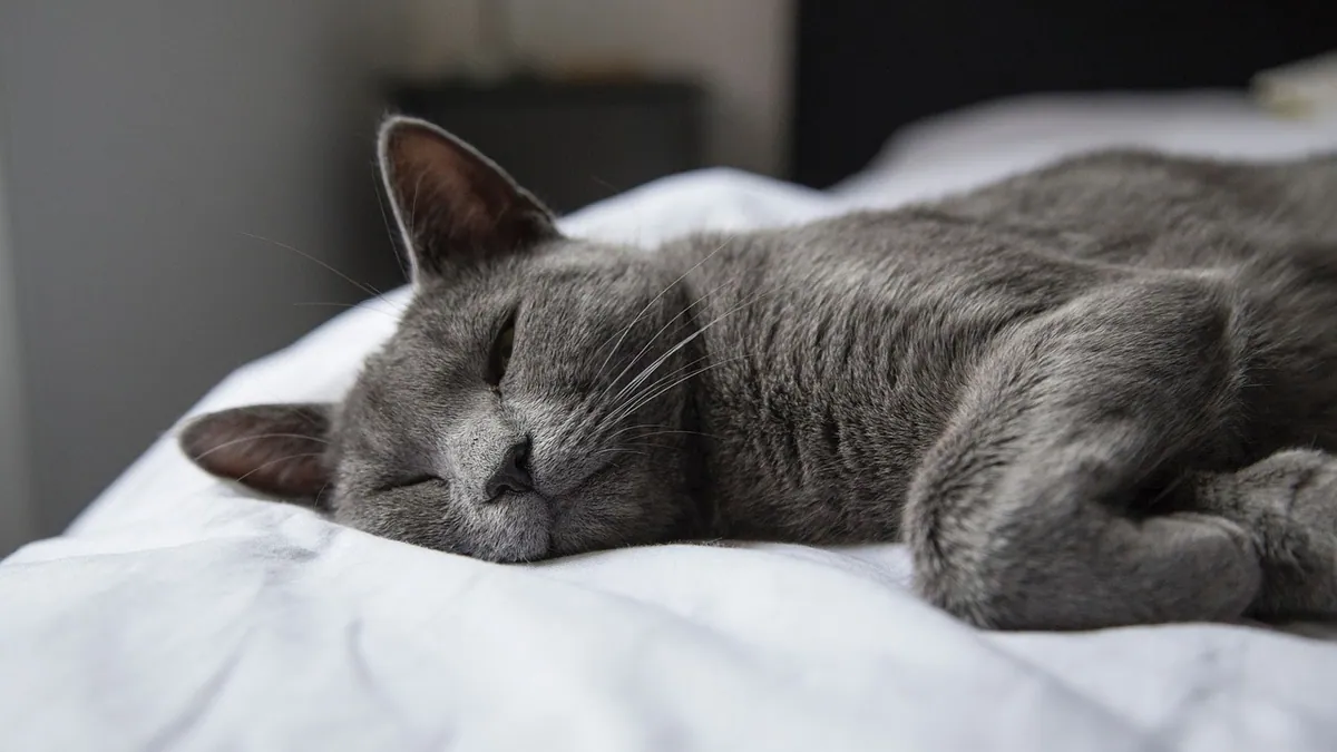 What Causes a Cat to Die Suddenly? Common Causes Explained