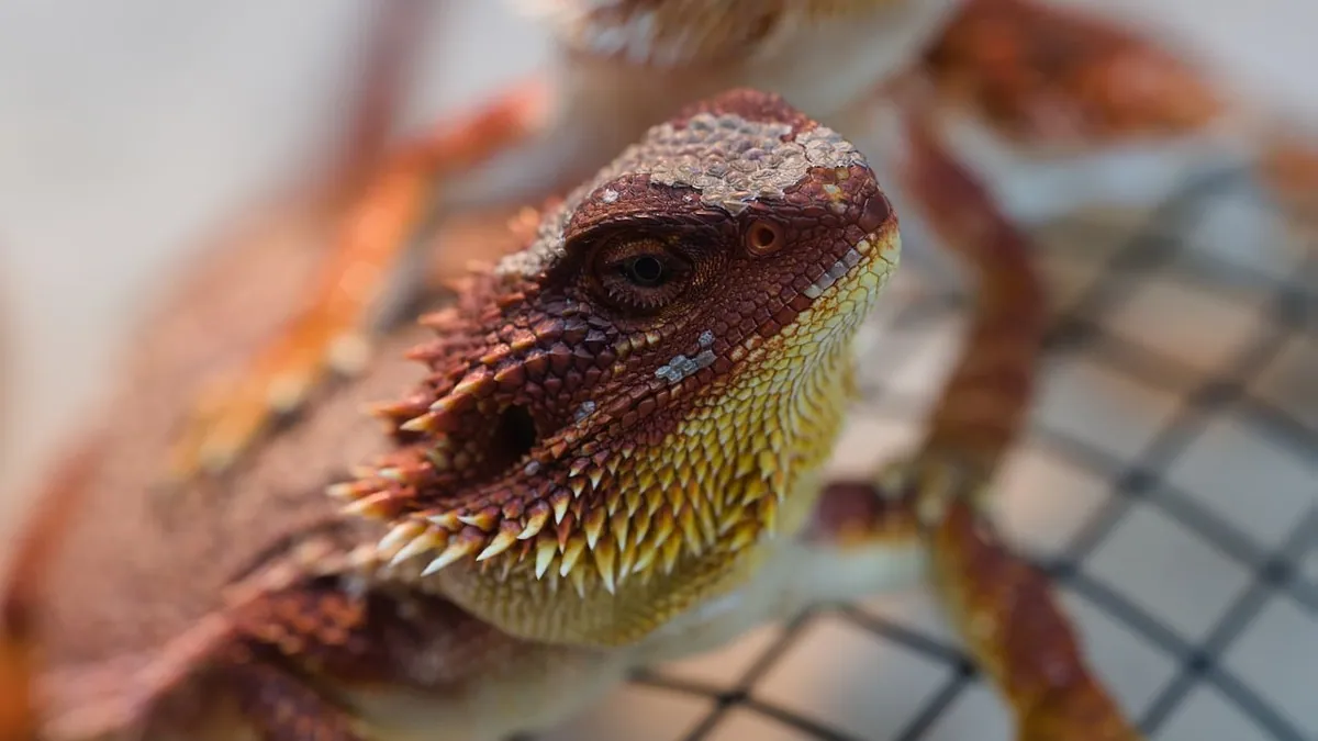 What Do Bearded Dragons Feel Like? Scales, Spikes, and Touch