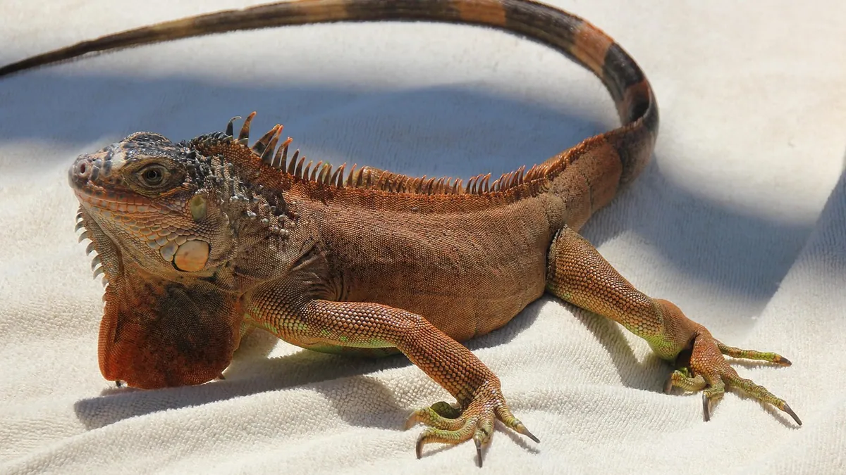 What Do Bearded Dragons Hate? Stressors to Avoid