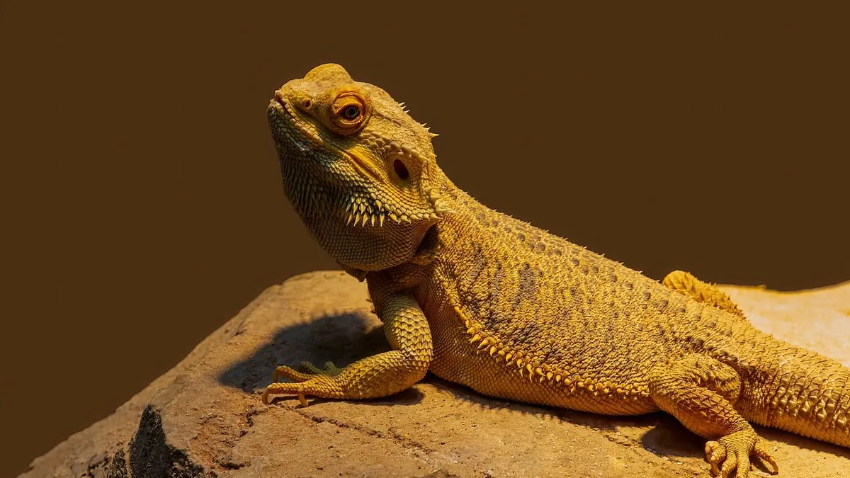 What Do Bearded Dragons Like to Do? Daily Behavior Explained