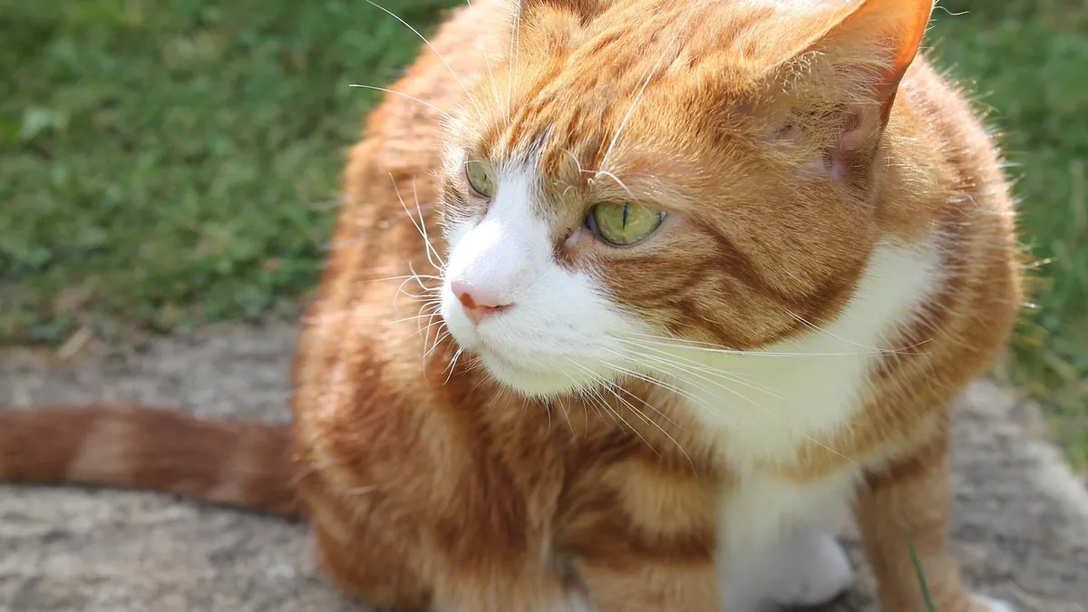 What Do Cats Hate? Smells, Sounds, and Textures