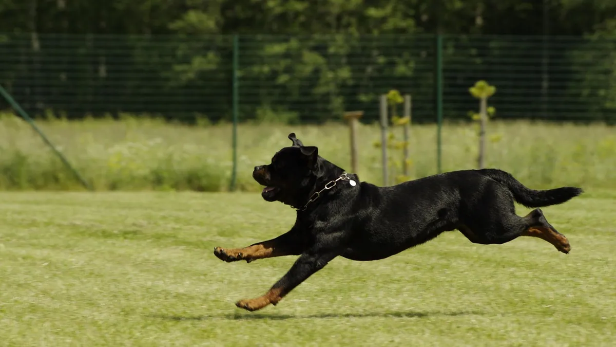 What Do Dog Zoomies Mean? Normal or a Warning Sign
