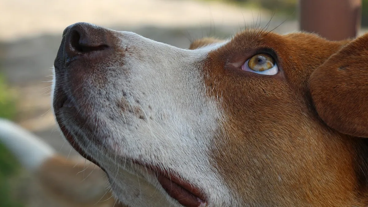 What Do Dogs Know and Understand?