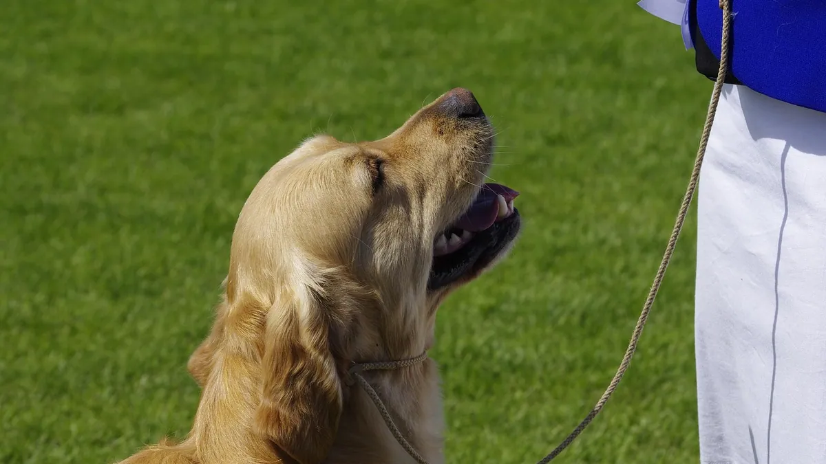 What Do Dogs Remember? Puppyhood, Old Owners, and Siblings