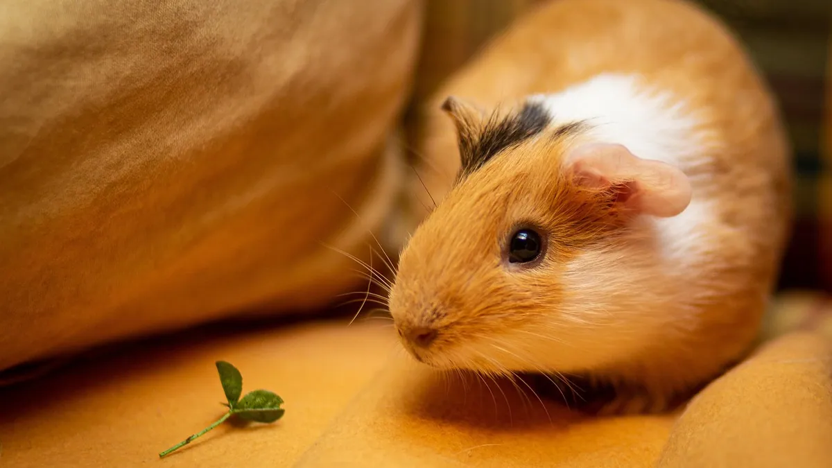 What Do Guinea Pigs Usually Die From? Common Causes