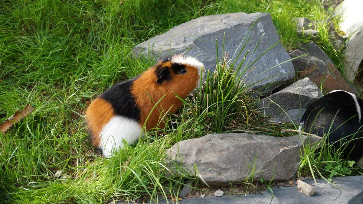 What Do Guinea Pigs Like to Play With? Toy Ideas
