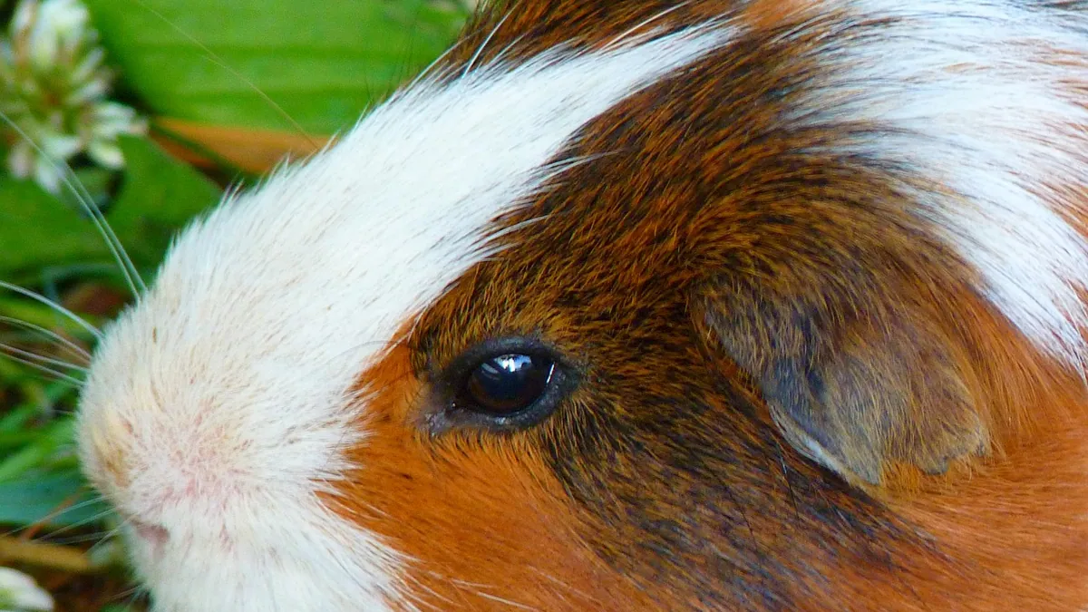 What Do Guinea Pigs See? Vision and Color Explained