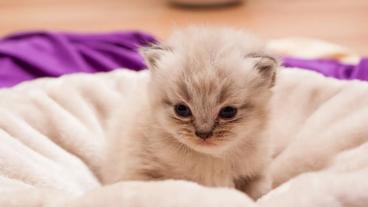 What Do Kittens Need? Daily Care Checklist