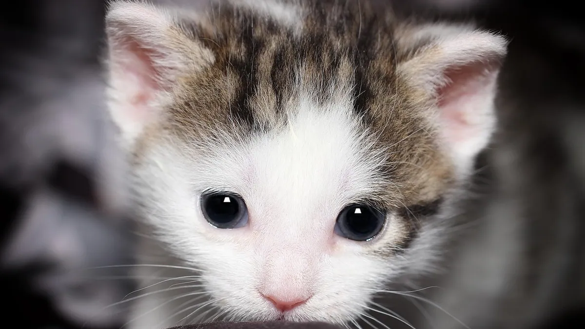 What Do Kittens Smell Like? Normal vs Bad Odors