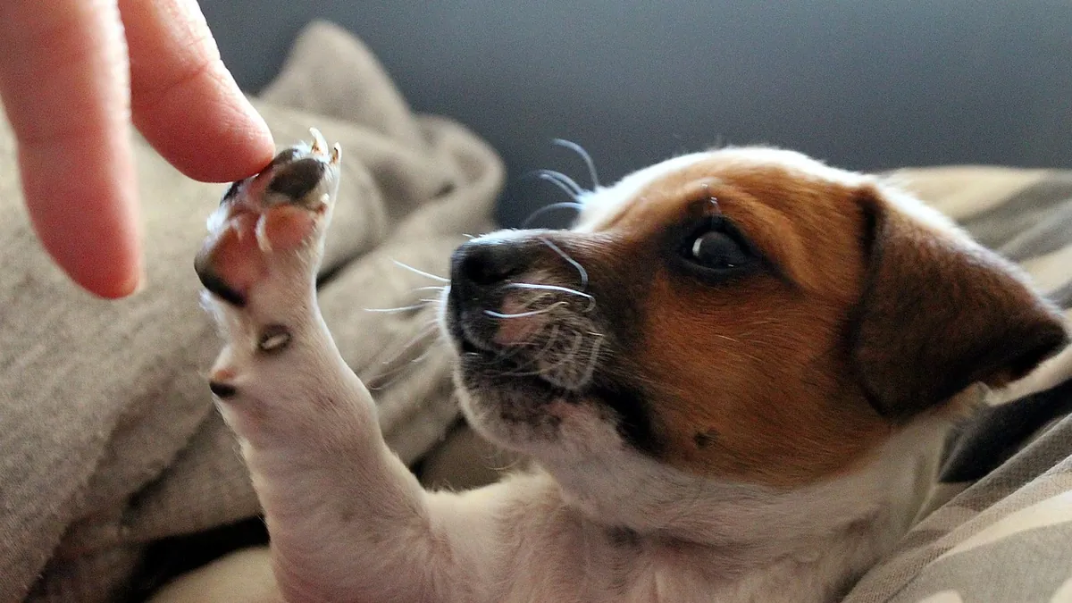 What Do Puppies Smell Like and Why?