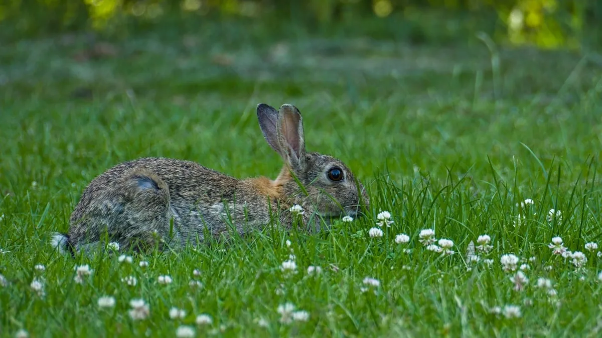 What Do Wild Rabbits Eat? Diet Facts for Owners