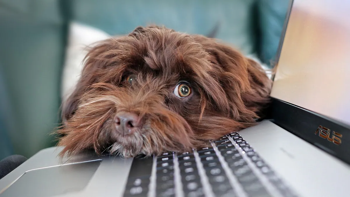 What Does Doxycycline Treat in Dogs? UTIs, Ears, and More