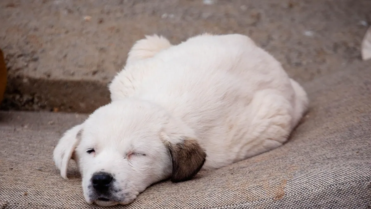 What Does Vetmedin Do for Dogs With Heart Disease?