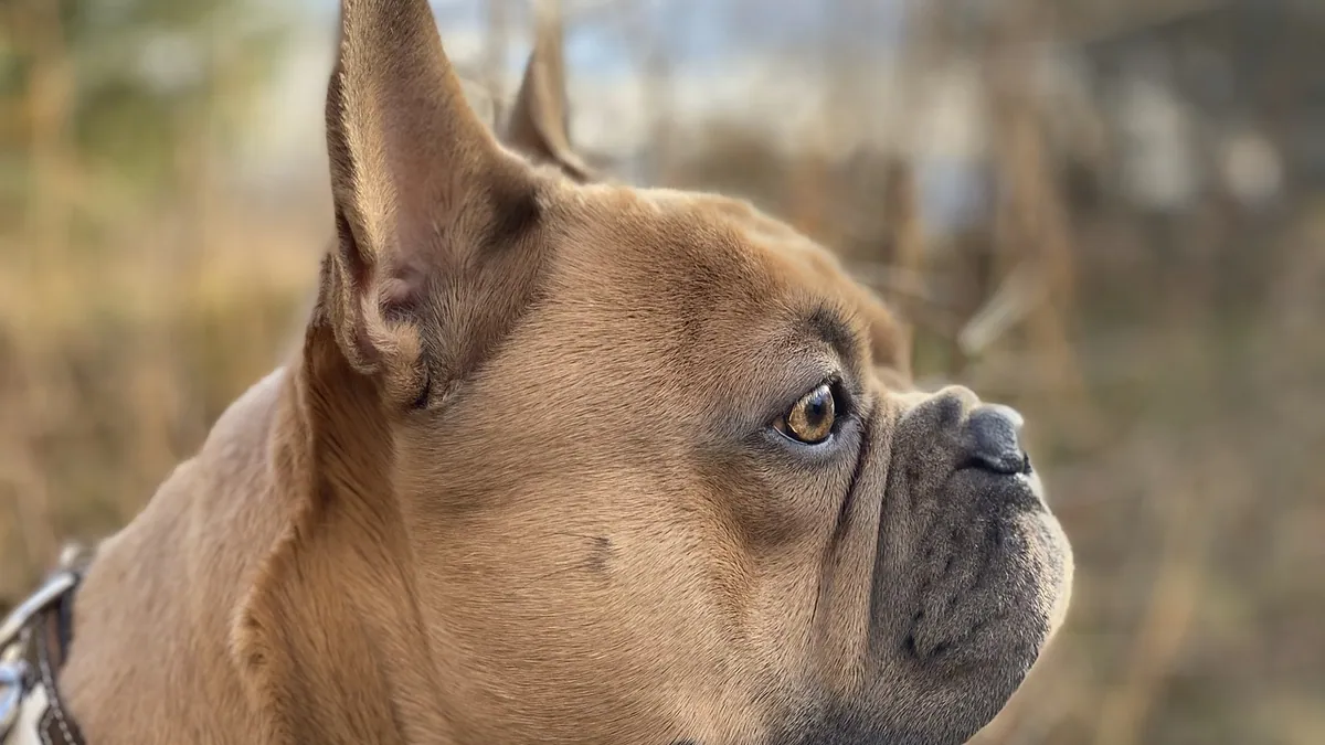 What Is My Dog Allergic To? Finding the Real Trigger