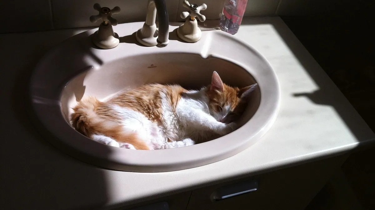 What Do Kittens Eat at 3 and 4 Weeks Old?