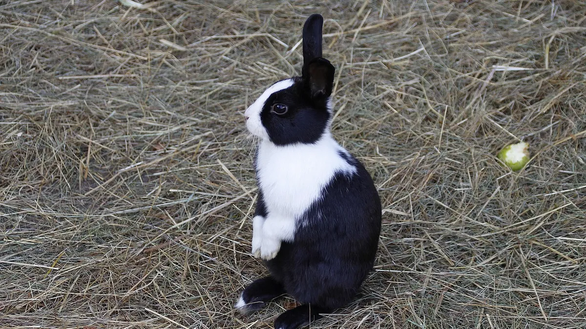 What Sounds Do Rabbits Make? Noises and Their Meaning