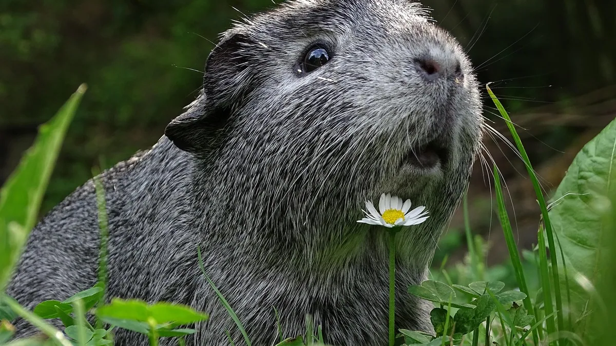 What Can You Bathe a Guinea Pig In? Safe Options