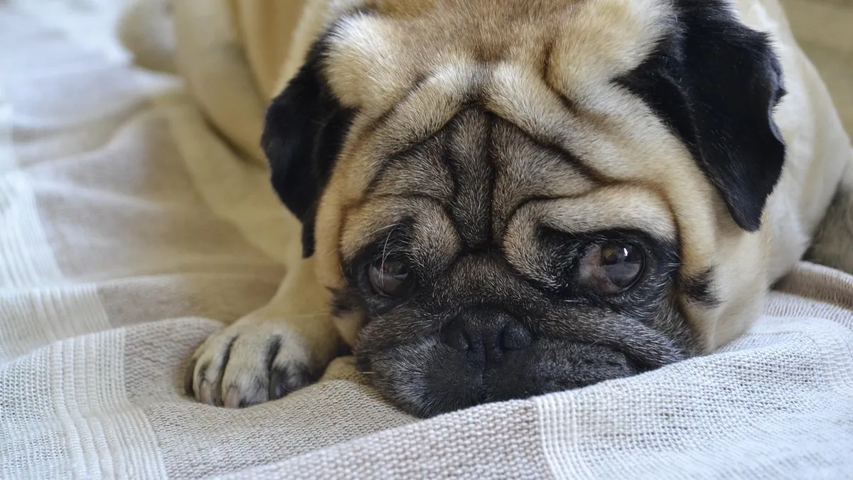 What Can I Give My Dog for Bloating and Gas?