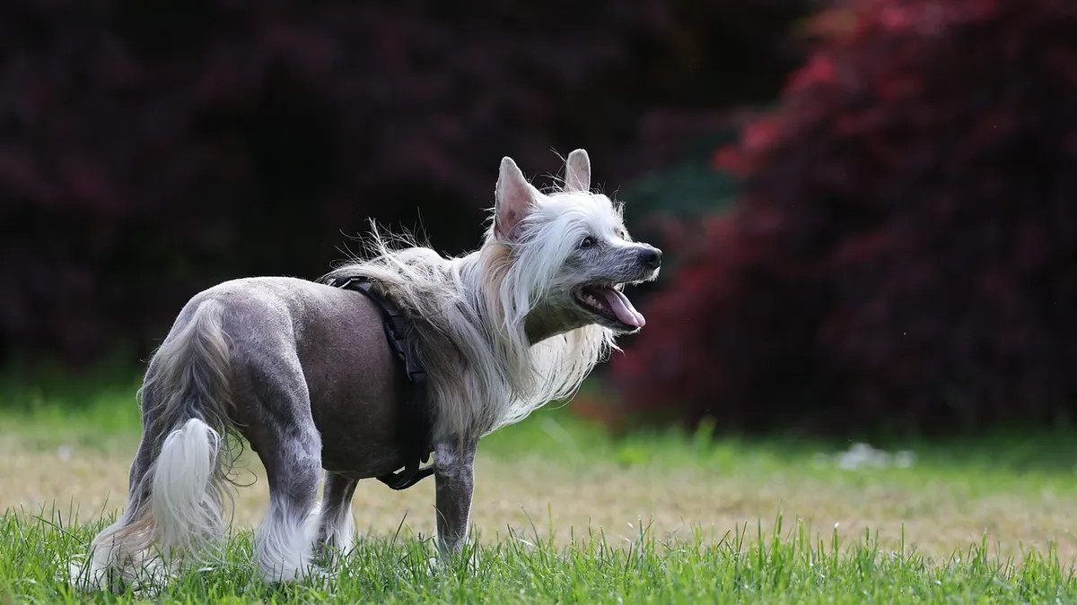 What Can I Give My Dog for Constipation Besides Pumpkin?