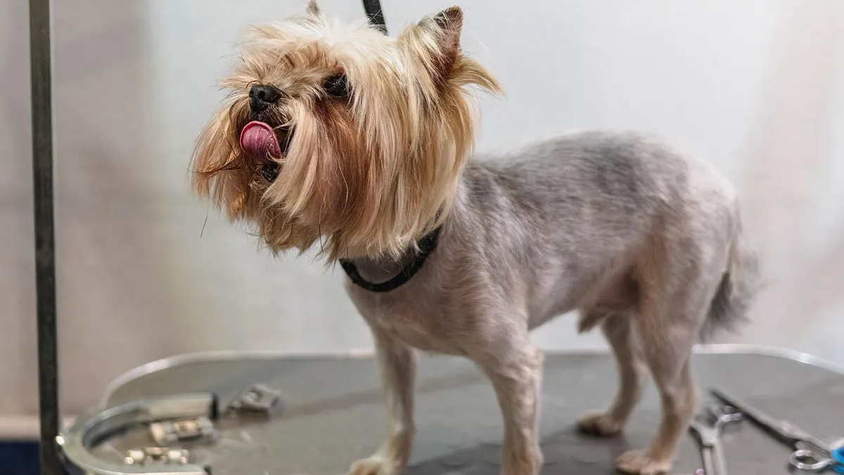 What Can I Give My Dog for Dandruff?