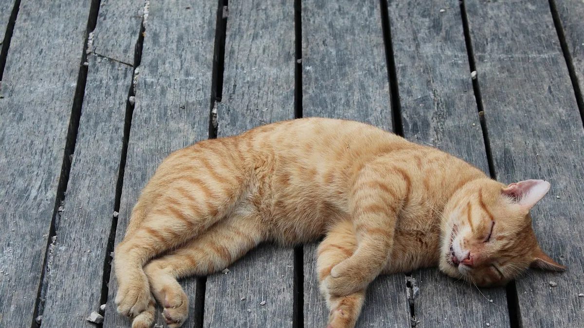 When Do Cats Calm Down? Age and Behavior Changes