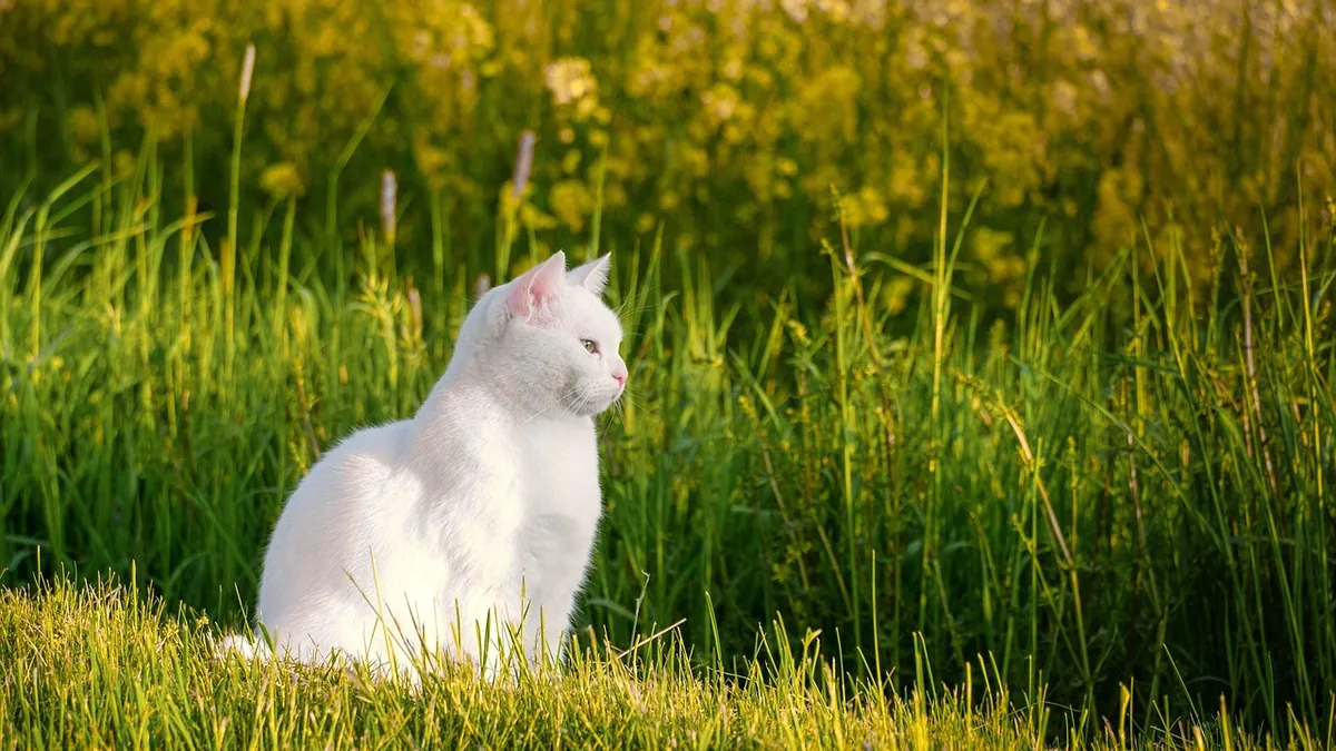 When Do Cats Fully Mature? Physical and Mental Growth