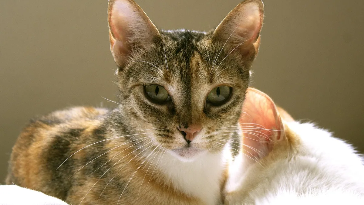 When Do Cats Have Kittens? Pregnancy and Birth Timing