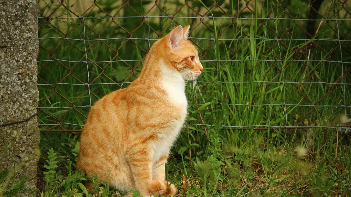 When Do Cats Hit Puberty? Signs and What to Expect