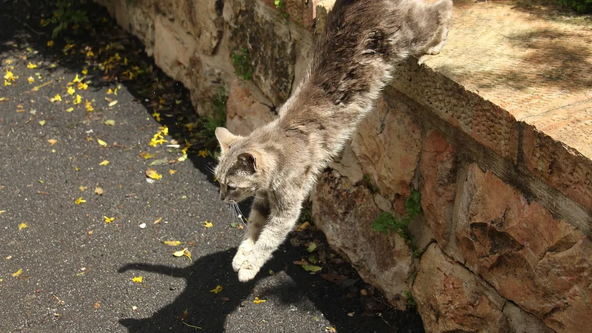 When Do Cats Mellow Out? Kitten to Adult Energy