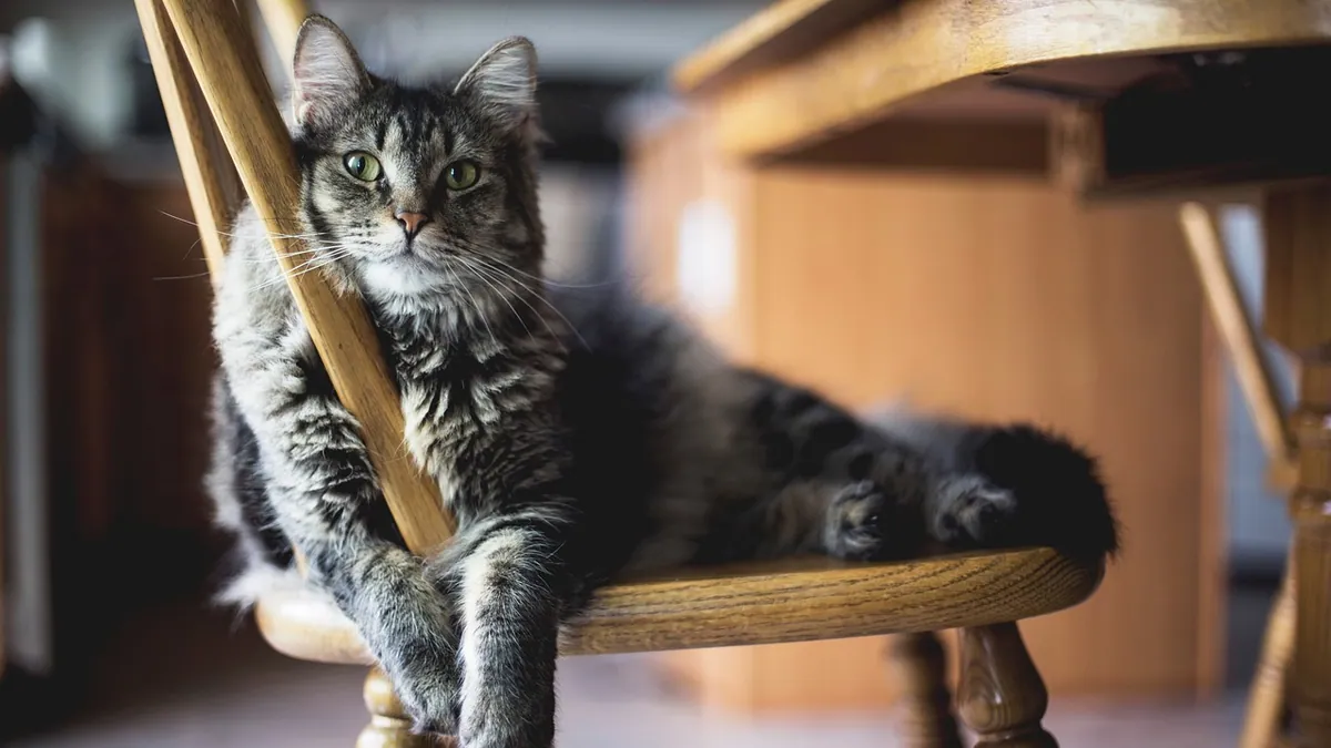 When Do Cats Shed the Most? Seasonal Shedding