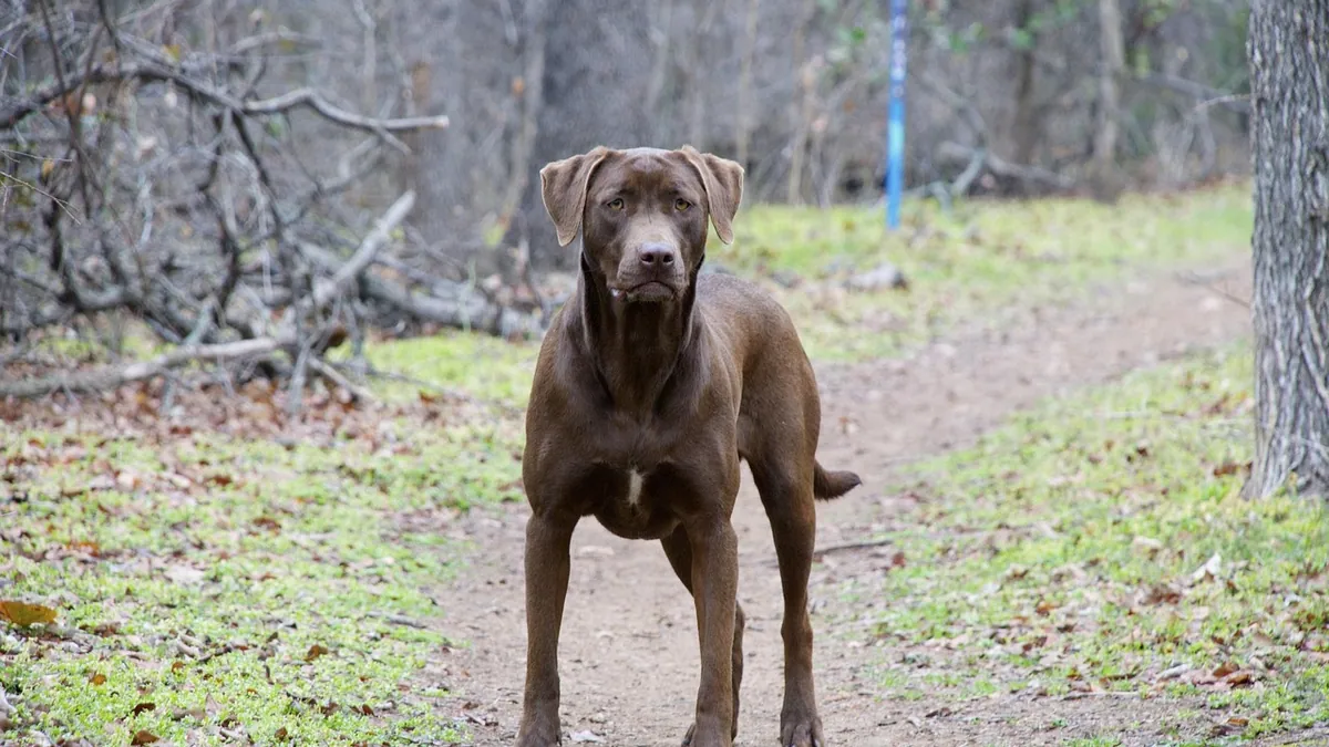 When Do Dogs Become Adults? Growth Stage Timeline