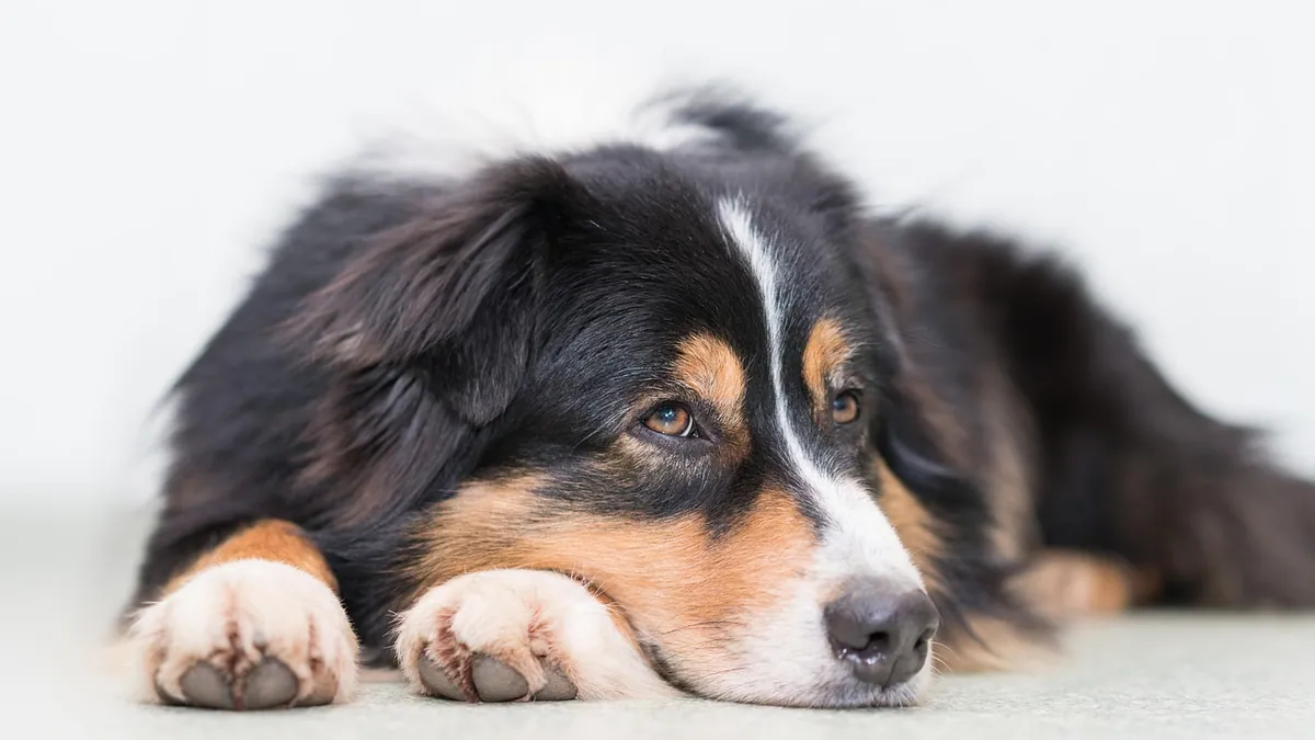 When Do Dogs Calm Down? Age and Training Factors