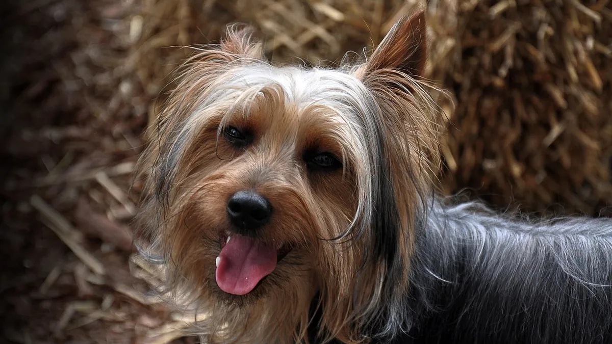 When Do Dogs Change Their Coats? Winter Coat Guide