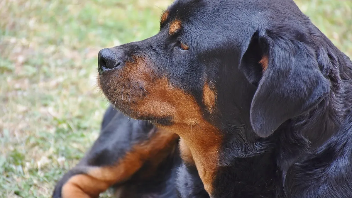 When Do Dogs Develop Allergies? Age of Onset