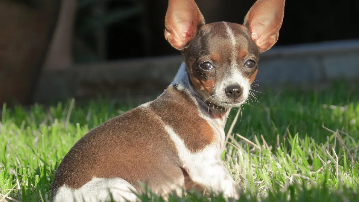 When Do Dogs' Ears Stand Up? Puppy Ear Timeline