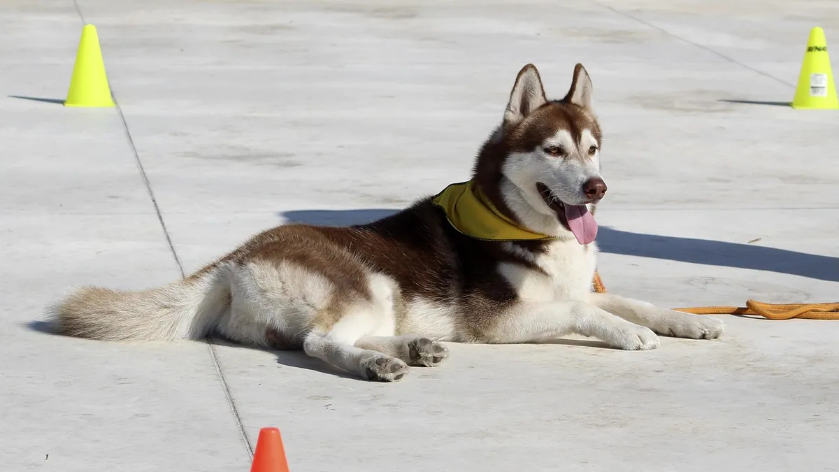 When Do Dogs Come Out of Adolescence?