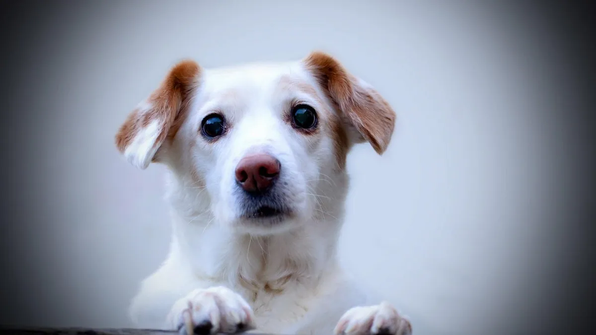 When Do Dogs Mature? Growth, Sexual, and Mental Stages