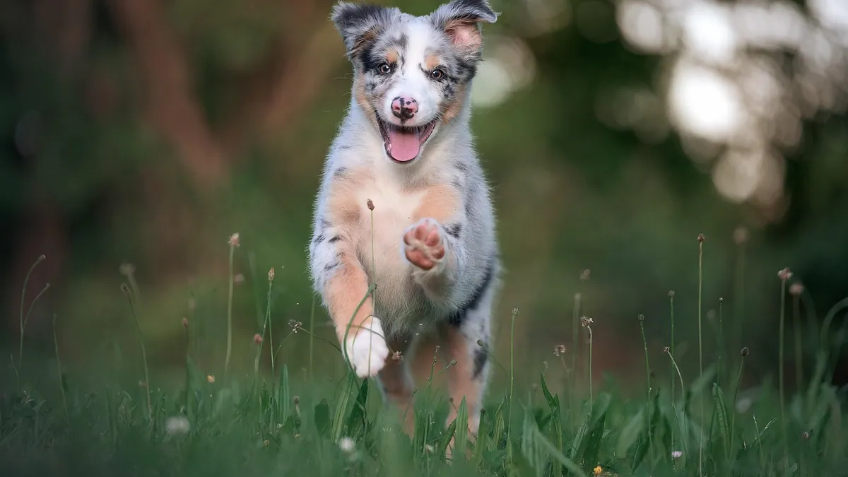 When Do Dogs Outgrow the Puppy Stage?