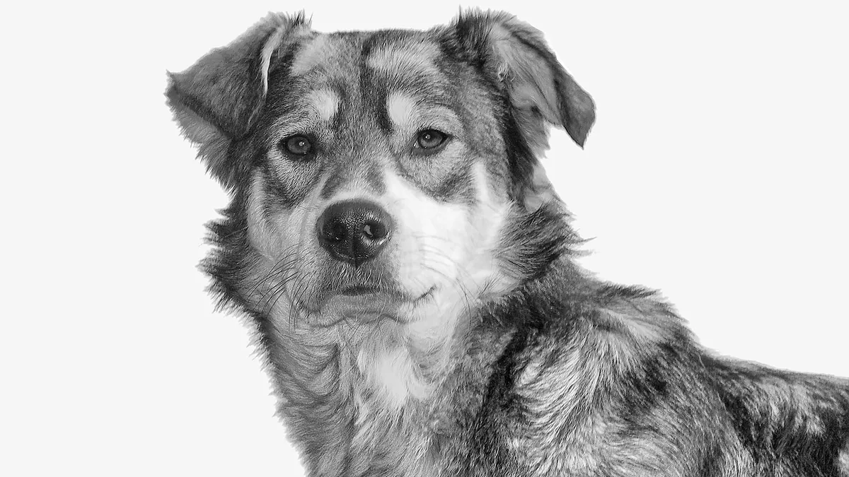 When Do Dogs Ovulate? Heat Cycle Timing Explained