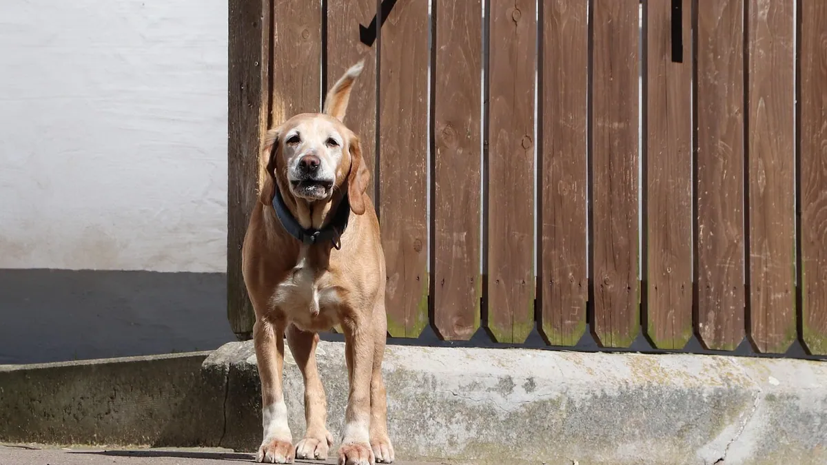 When Do Dogs Poop After Eating? Normal Timing