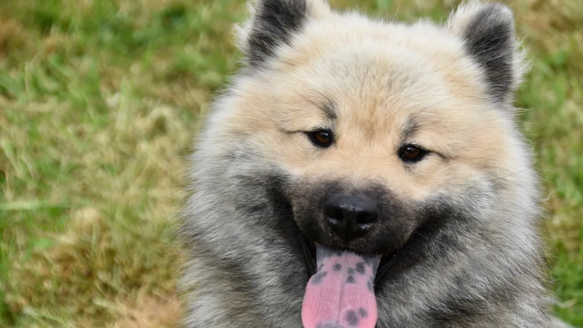 When Do Dogs' Testicles Drop? What to Do If Not