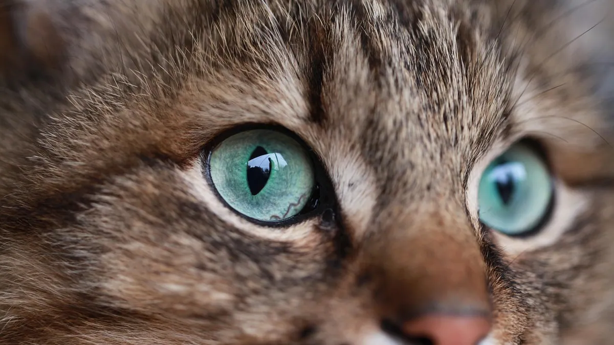 When Do Kittens' Eyes Change Color? A Timeline for Owners
