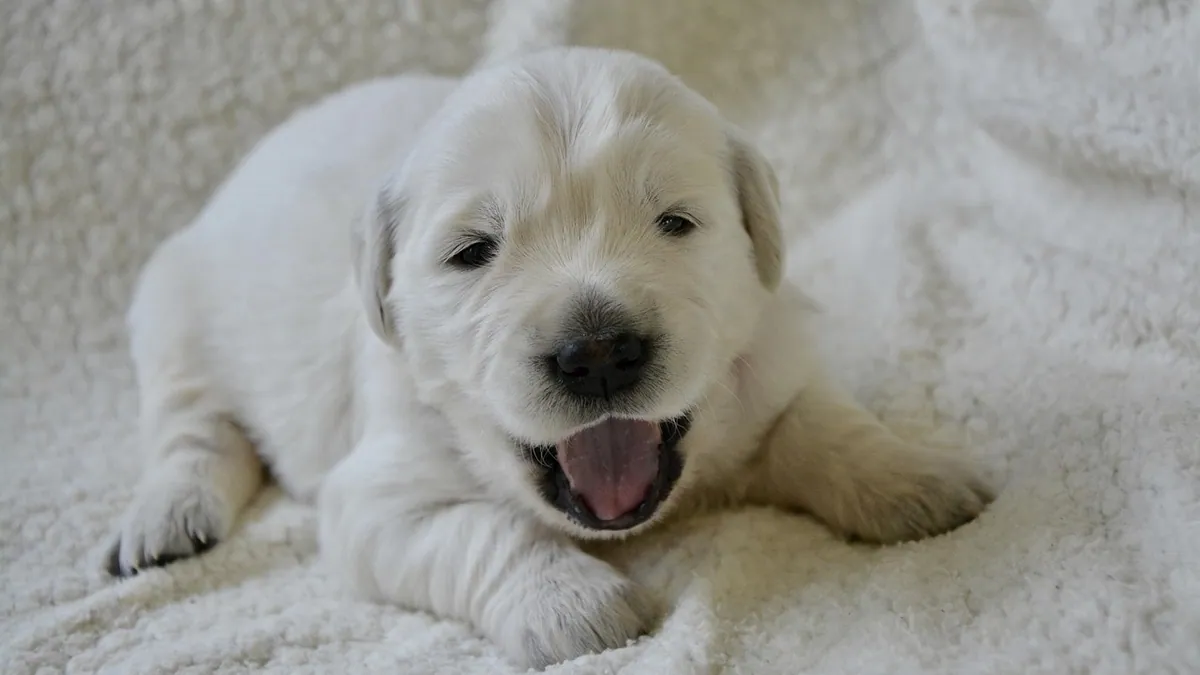 When Do Puppies Learn to Bark and Why Dogs Bark