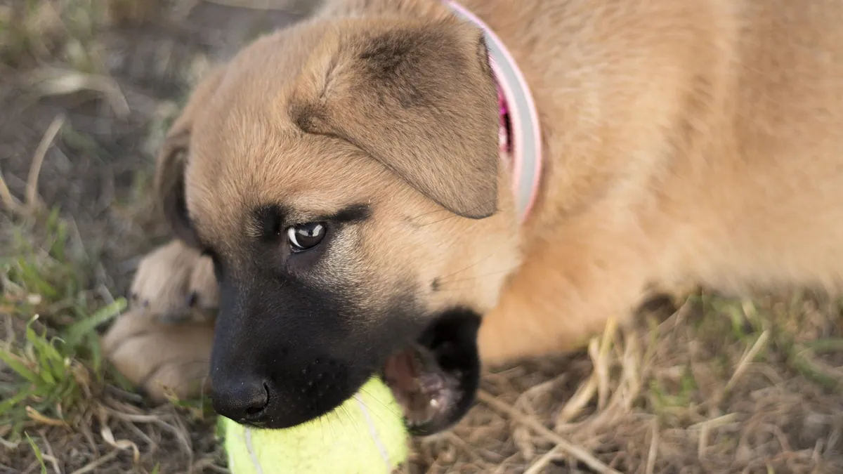 When Do Puppies Quit Teething and Chewing?