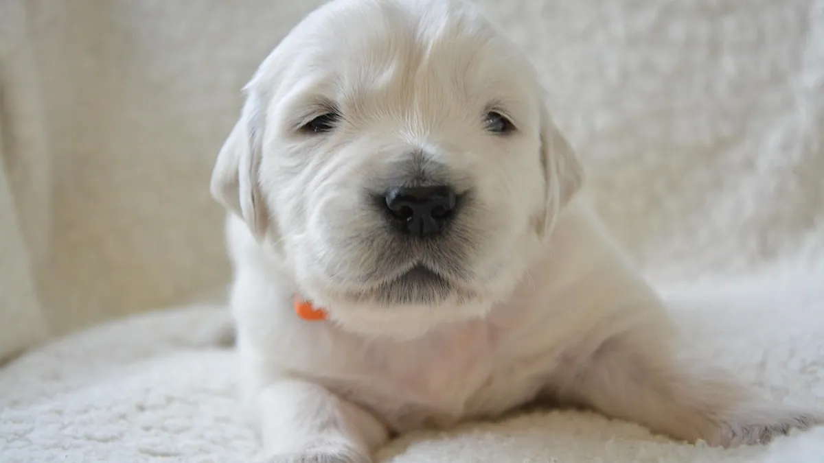 When Do Puppies Open Their Eyes? Timeline and Care