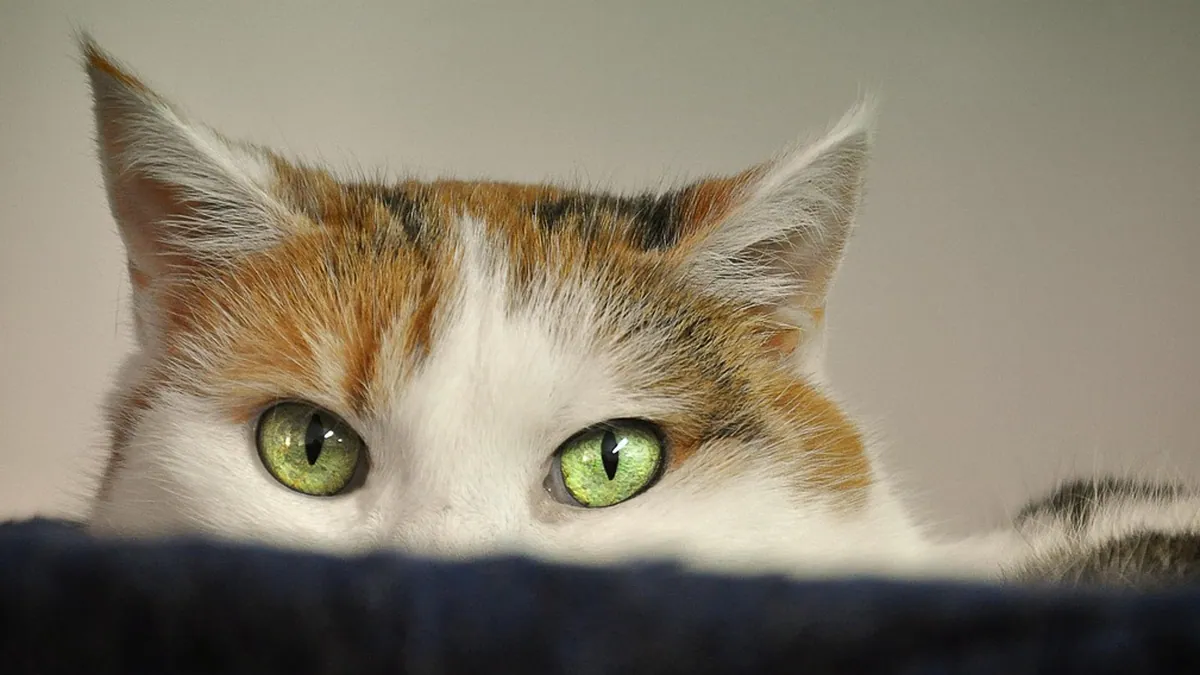 Where to Buy Pyrantel for Cats and Which Form to Choose