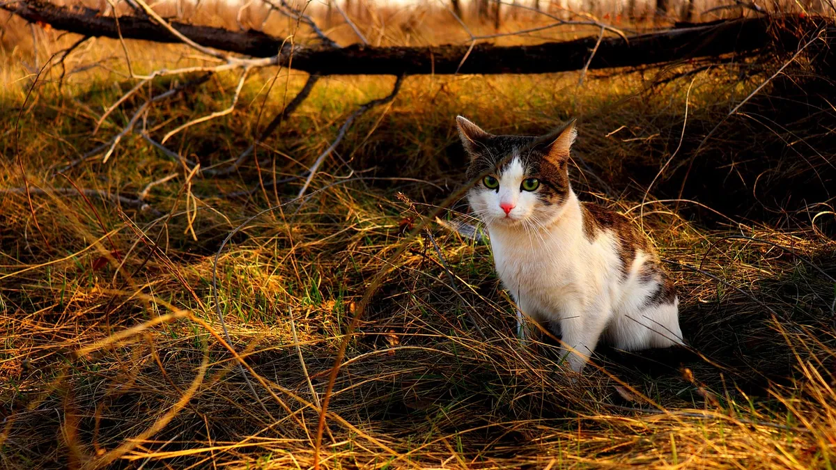 Are Whipworms in Cats Contagious? What Owners Should Know